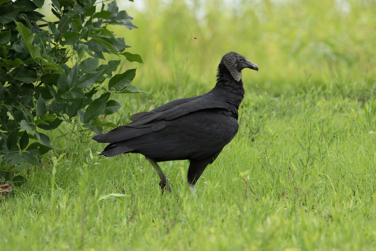 Black Vulture - ML593038601