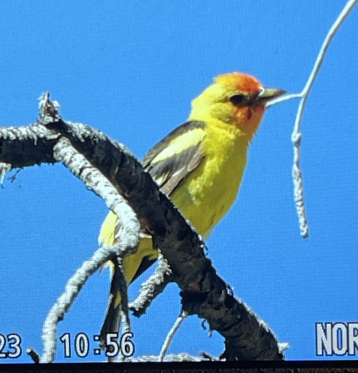 Western Tanager - ML593038651