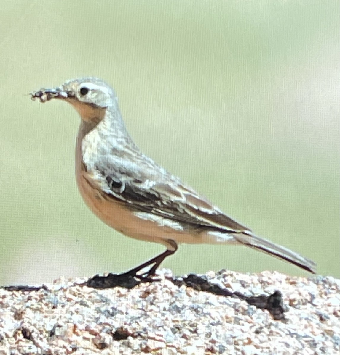 American Pipit - Jacob Tsikoyak