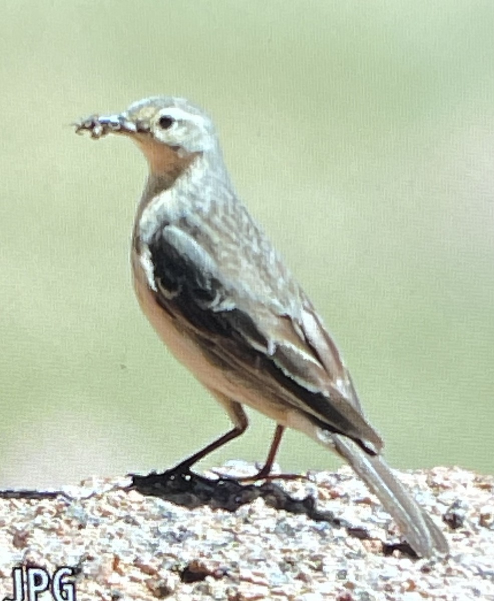 American Pipit - Jacob Tsikoyak