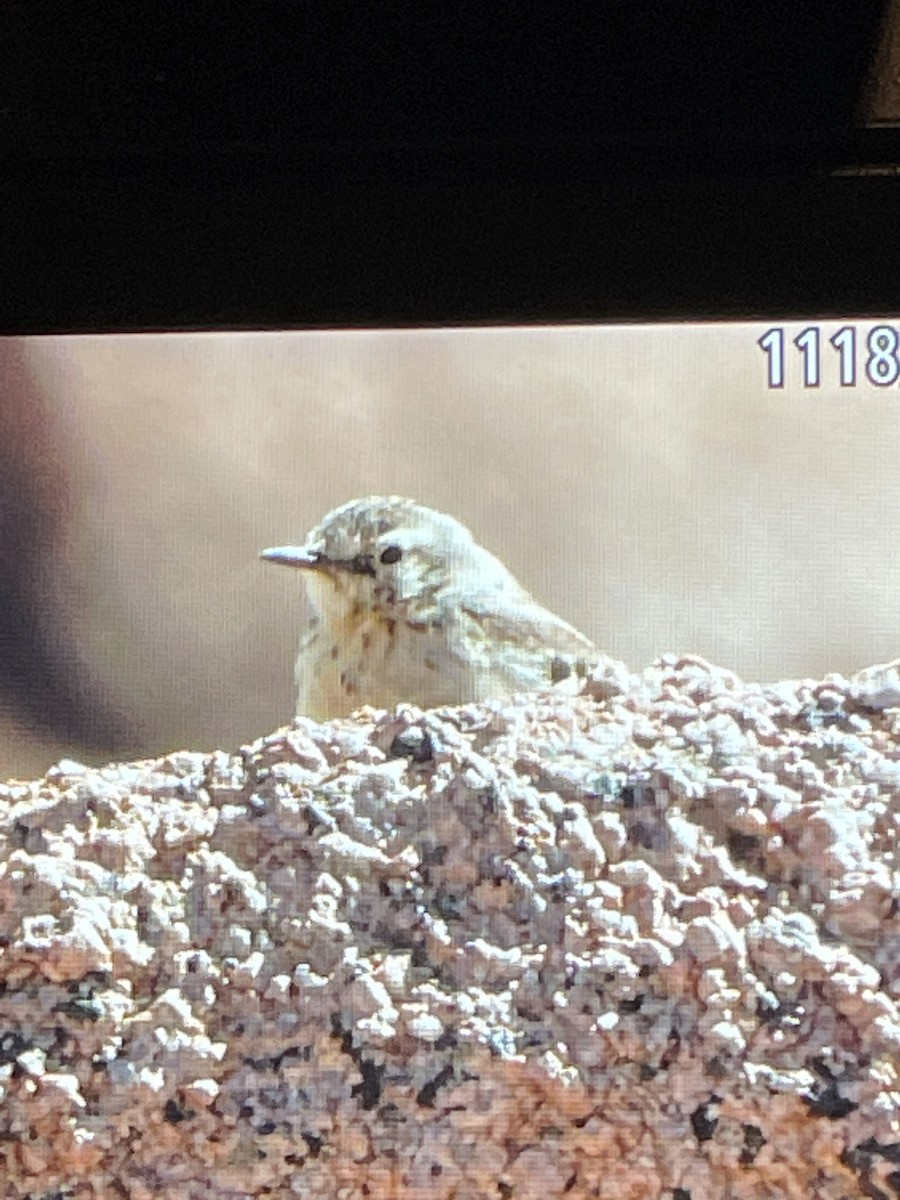 American Pipit - Jacob Tsikoyak