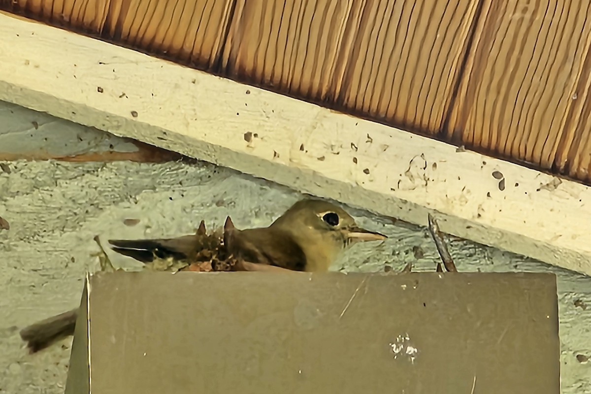 Western Flycatcher (Cordilleran) - ML593040611