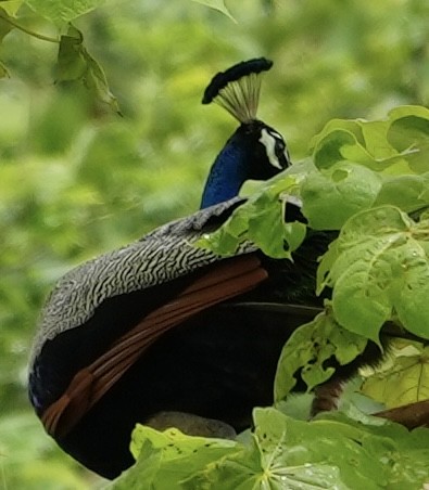 Indian Peafowl - ML593040891