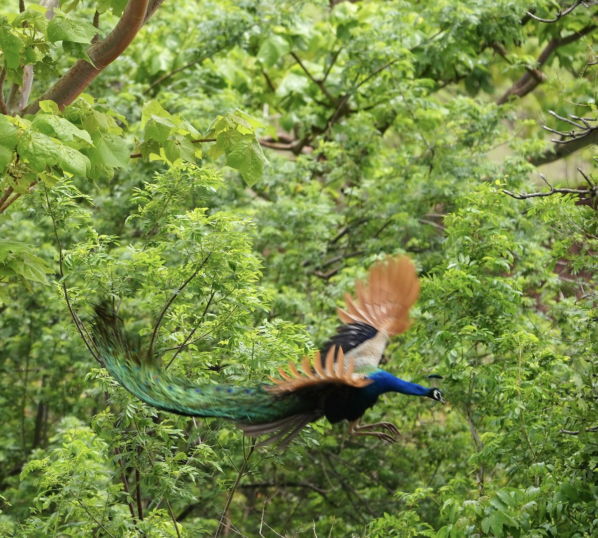 Indian Peafowl - ML593040901