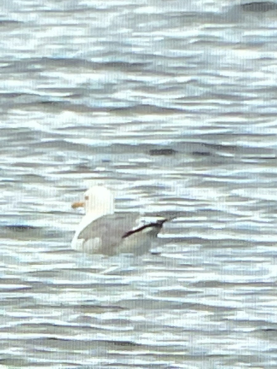 California Gull - ML593040971