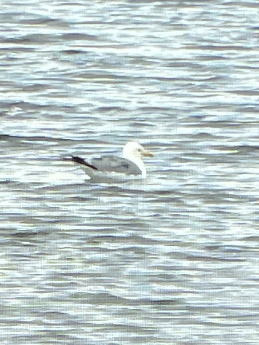 California Gull - ML593040981