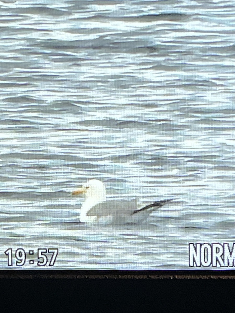 California Gull - ML593040991