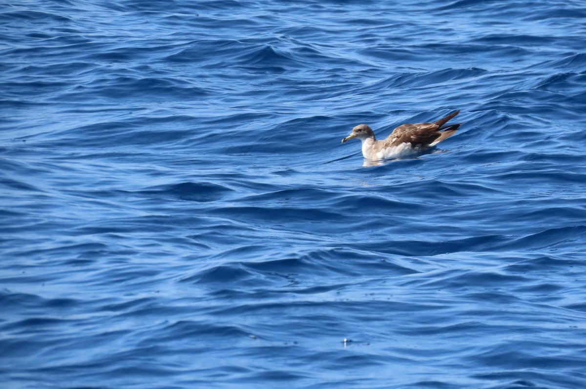 Cory's Shearwater - ML593041011