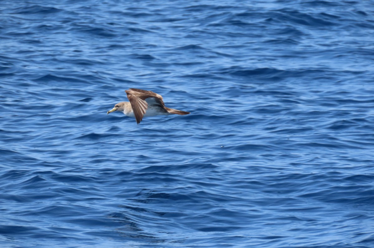 Cory's Shearwater - ML593041031