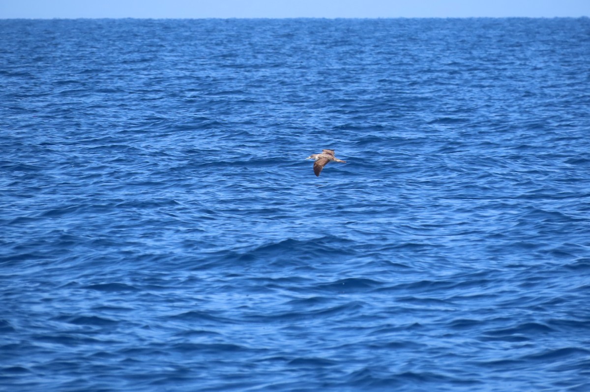 Cory's Shearwater - ML593041051