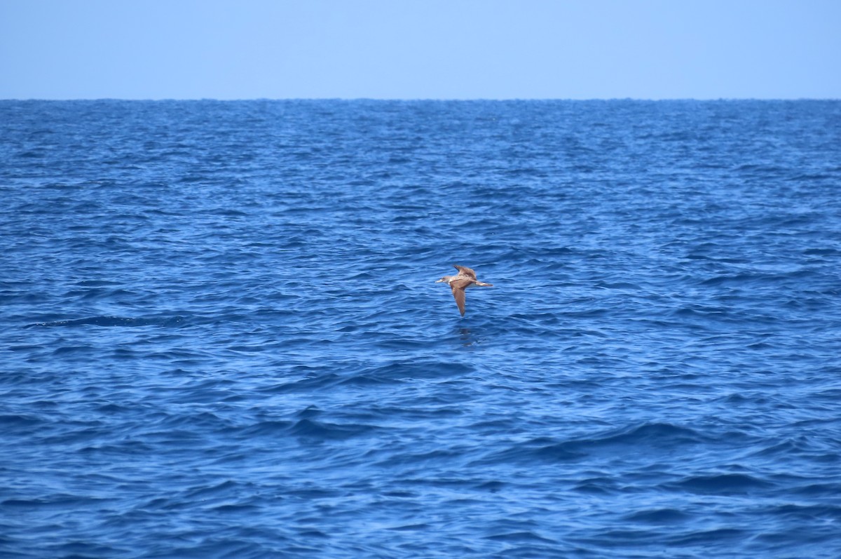 Cory's Shearwater - ML593041061