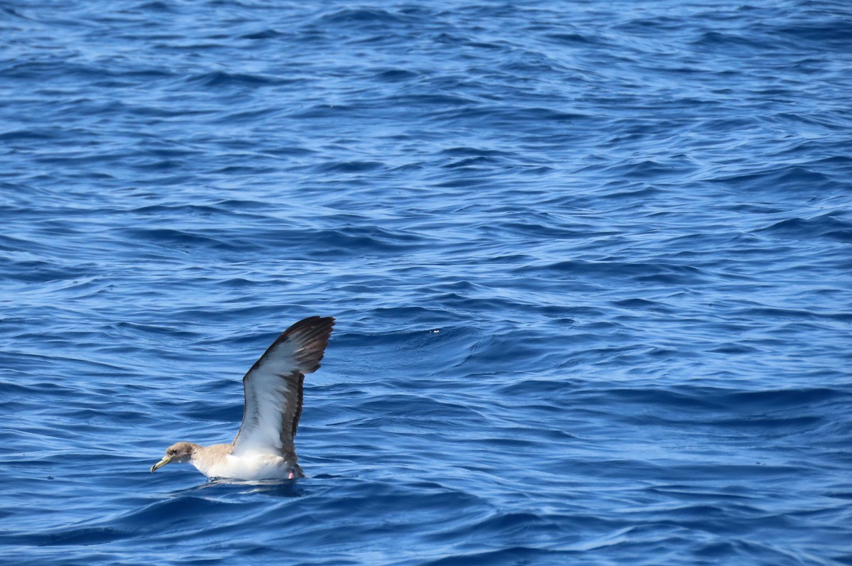 Cory's Shearwater - ML593041071