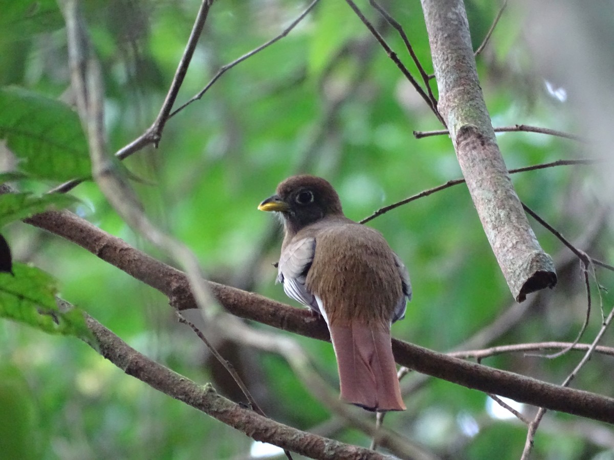 tanımsız Trogon sp. - ML593044161