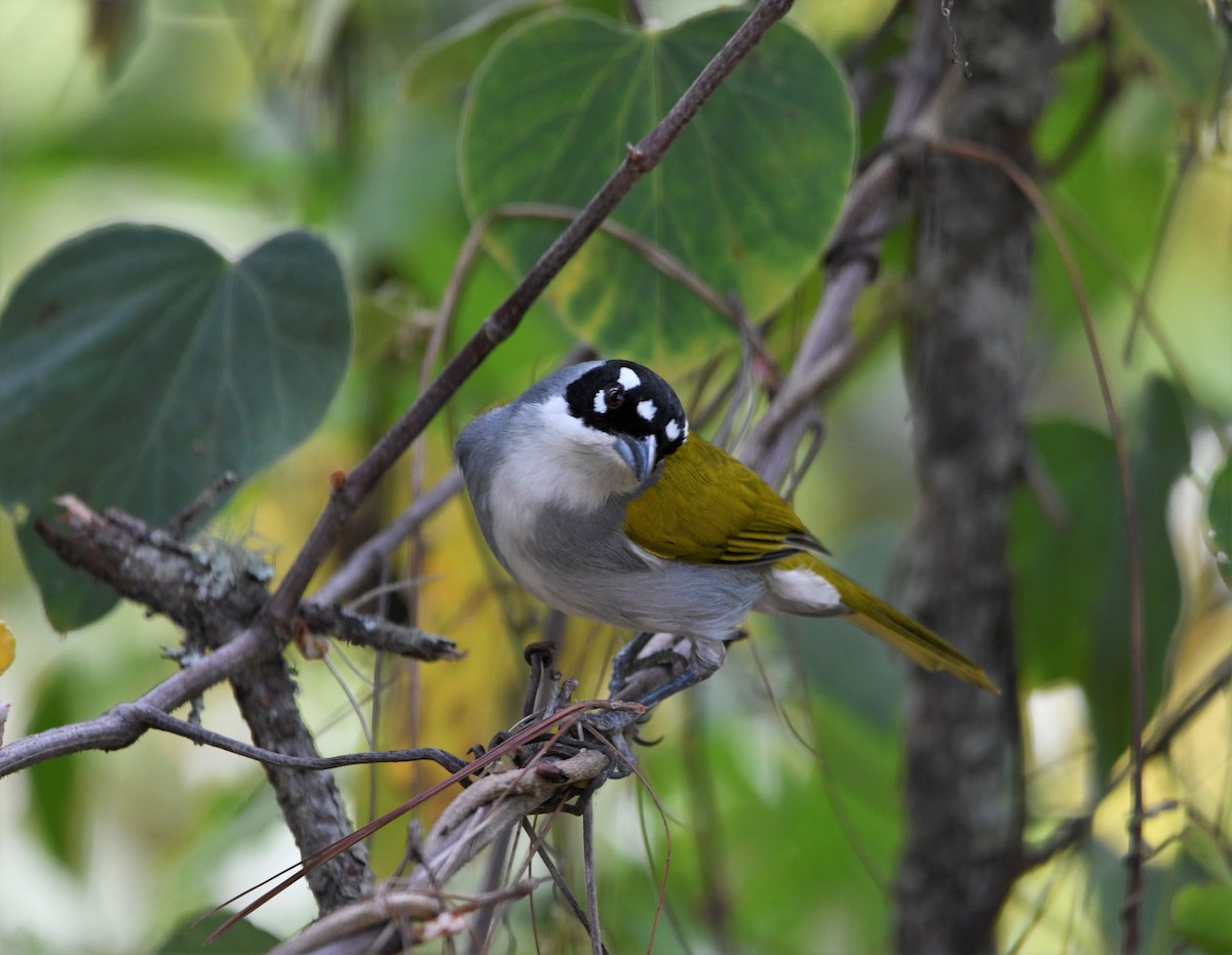 Black-crowned Palm-Tanager - ML593044511