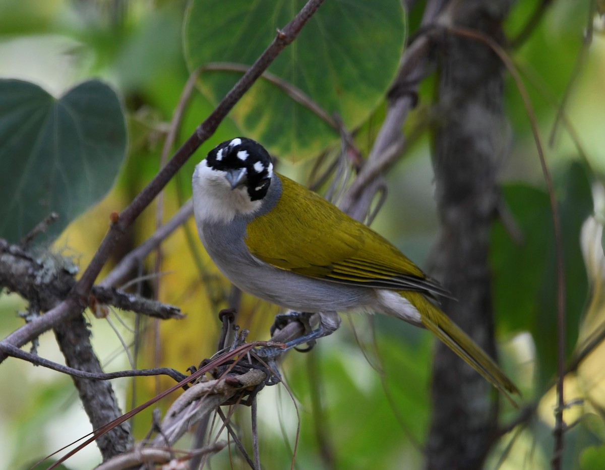 Black-crowned Palm-Tanager - ML593044701