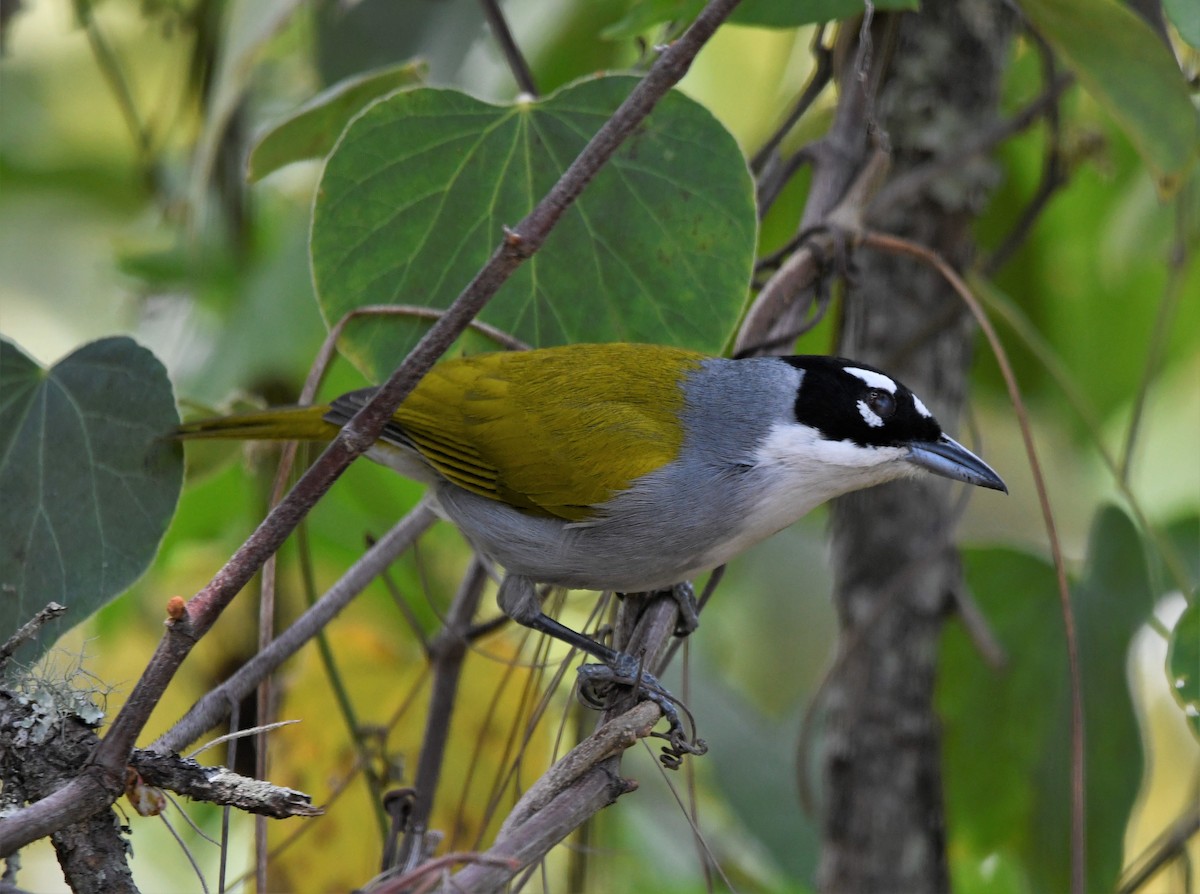 Black-crowned Palm-Tanager - ML593045221