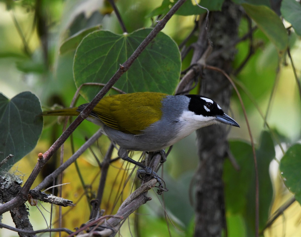 Black-crowned Palm-Tanager - ML593045431
