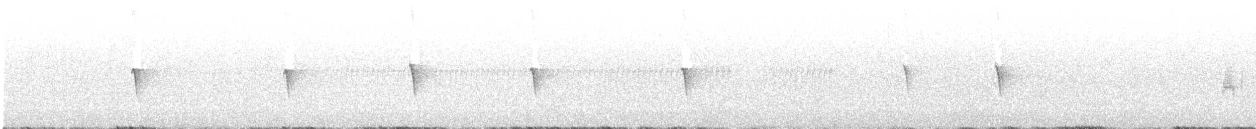 Светлобрюхий фиби - ML593045441