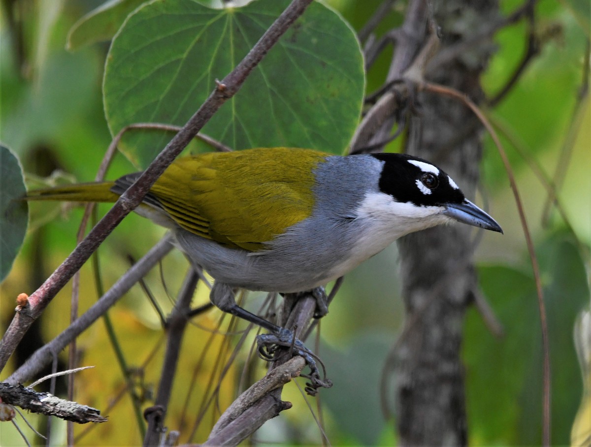 Black-crowned Palm-Tanager - Zachary Peterson