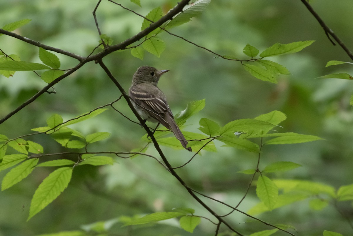 Acadian Flycatcher - ML593045981