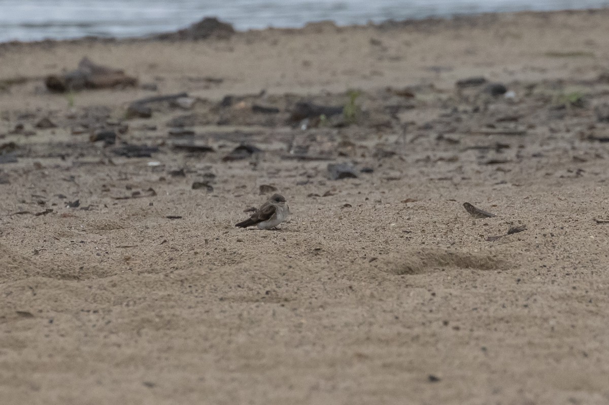 Northern Rough-winged Swallow - ML593046031