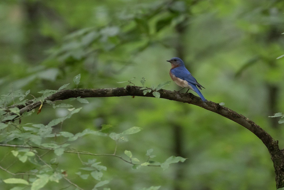 Eastern Bluebird - ML593046061