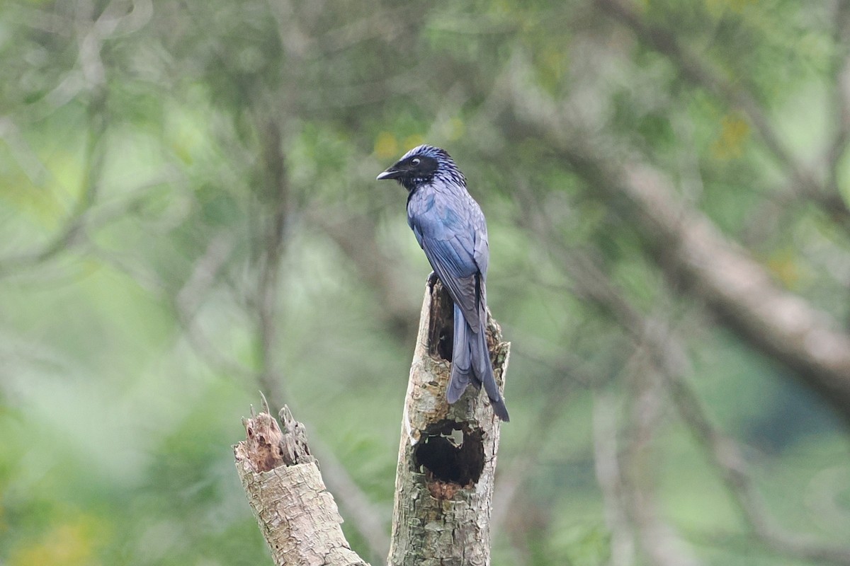 Drongo Bronceado - ML593046091
