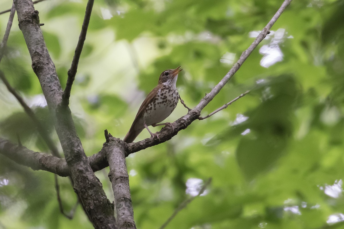 Wood Thrush - ML593046181