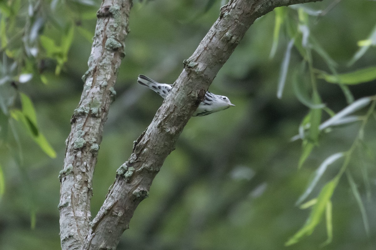 Black-and-white Warbler - ML593046221