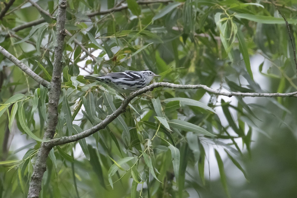 Black-and-white Warbler - ML593046231