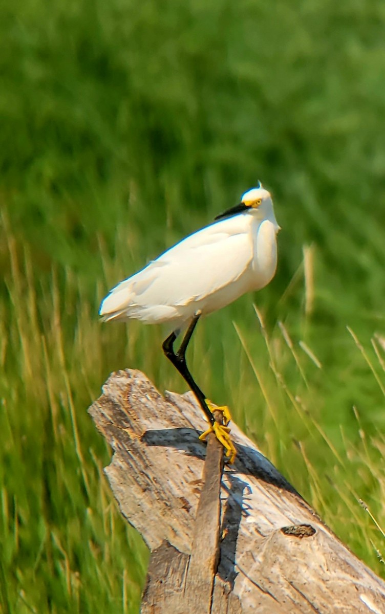 Snowy Egret - ML593046241