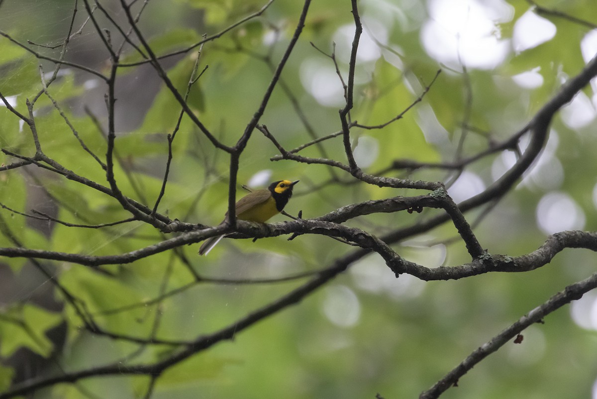 Hooded Warbler - ML593046281