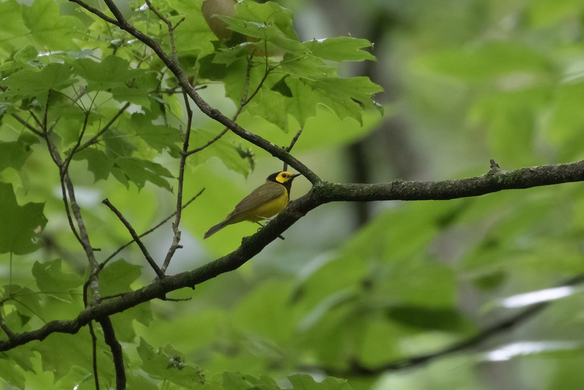 Hooded Warbler - ML593046291