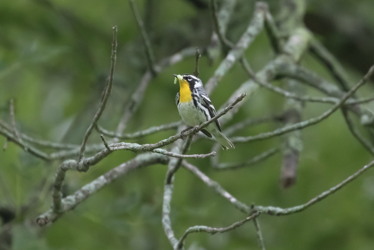 Yellow-throated Warbler - Michael Todd