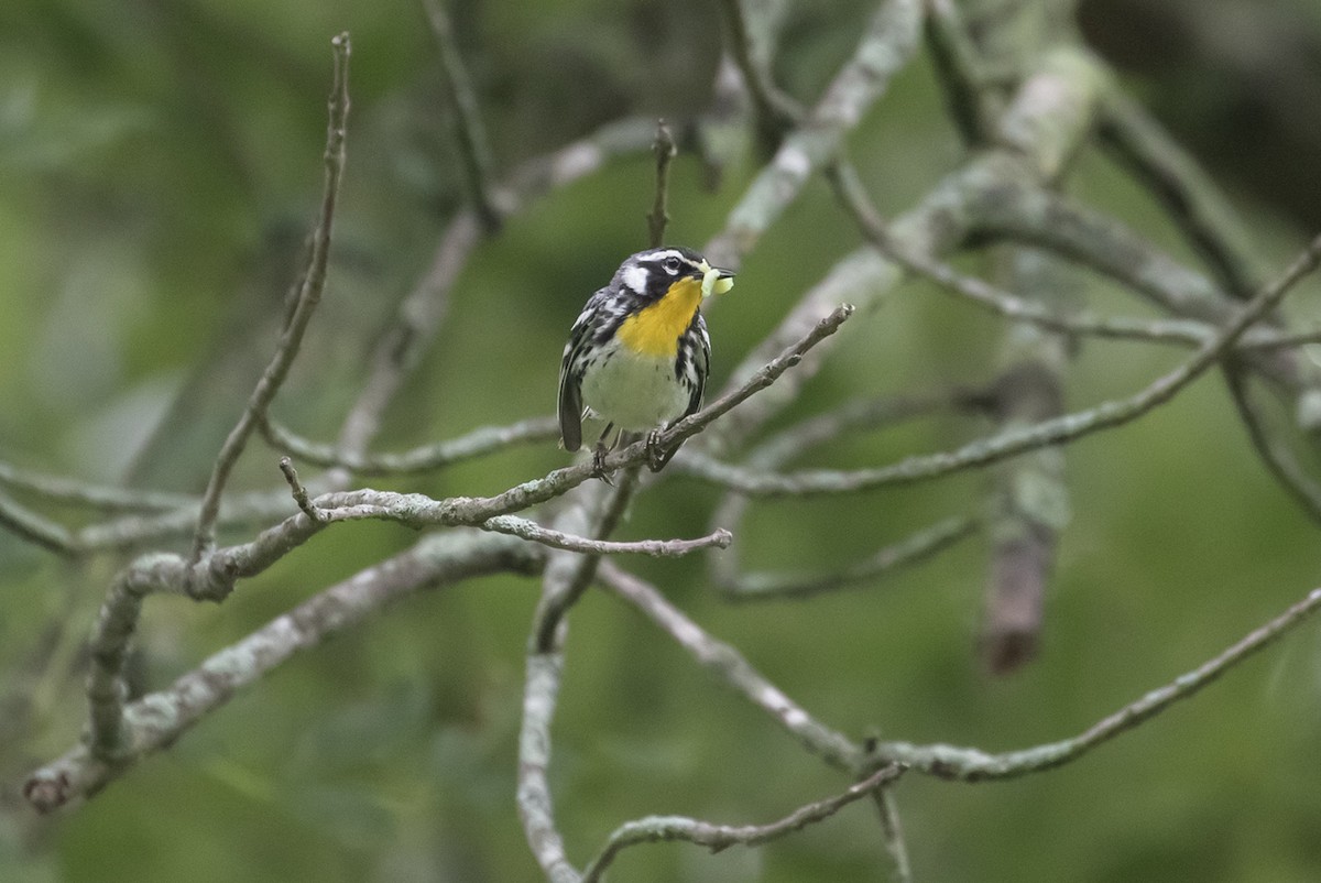 Yellow-throated Warbler - ML593046381