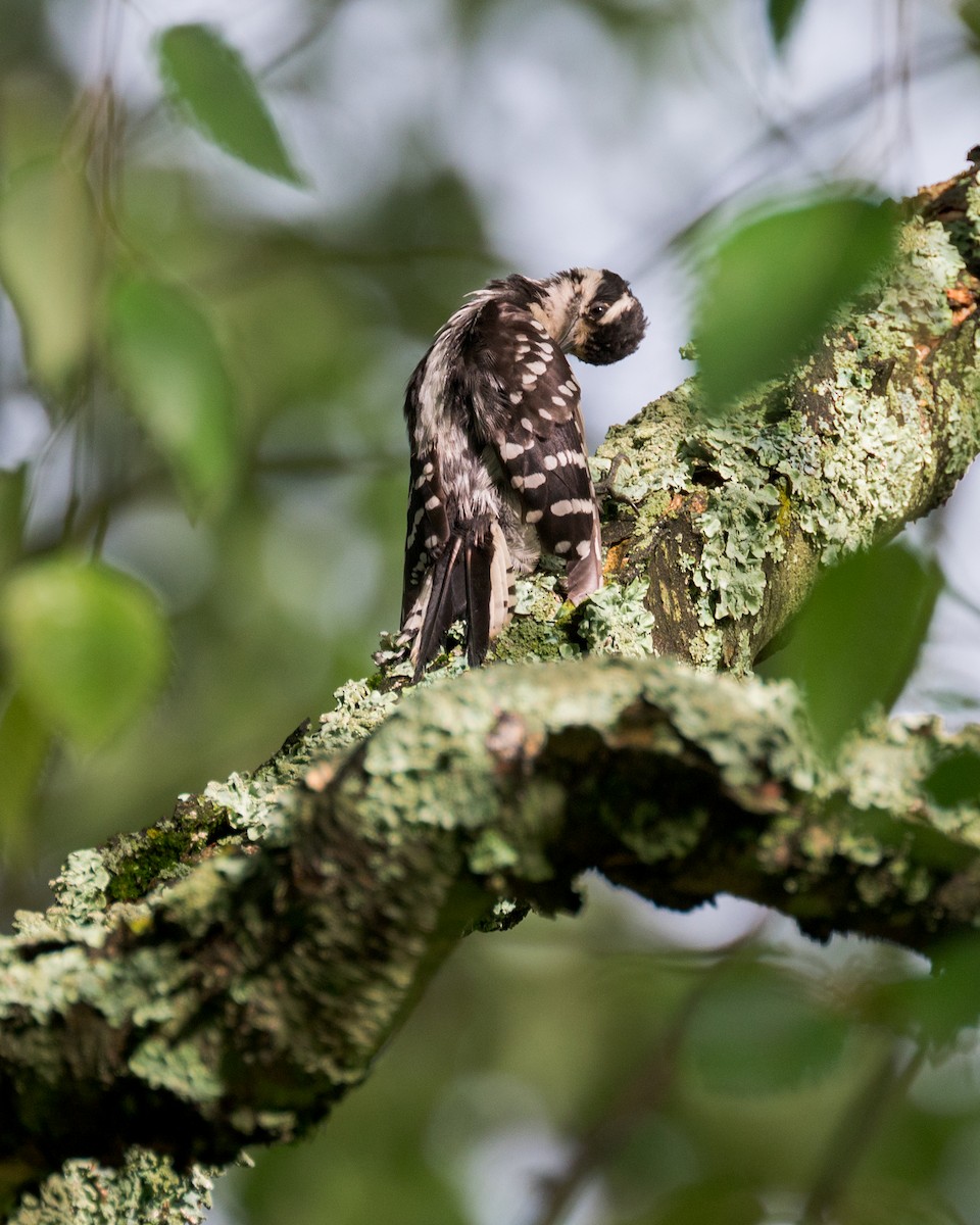 Downy Woodpecker - ML593046531