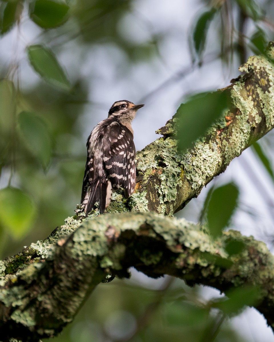 Downy Woodpecker - ML593046551