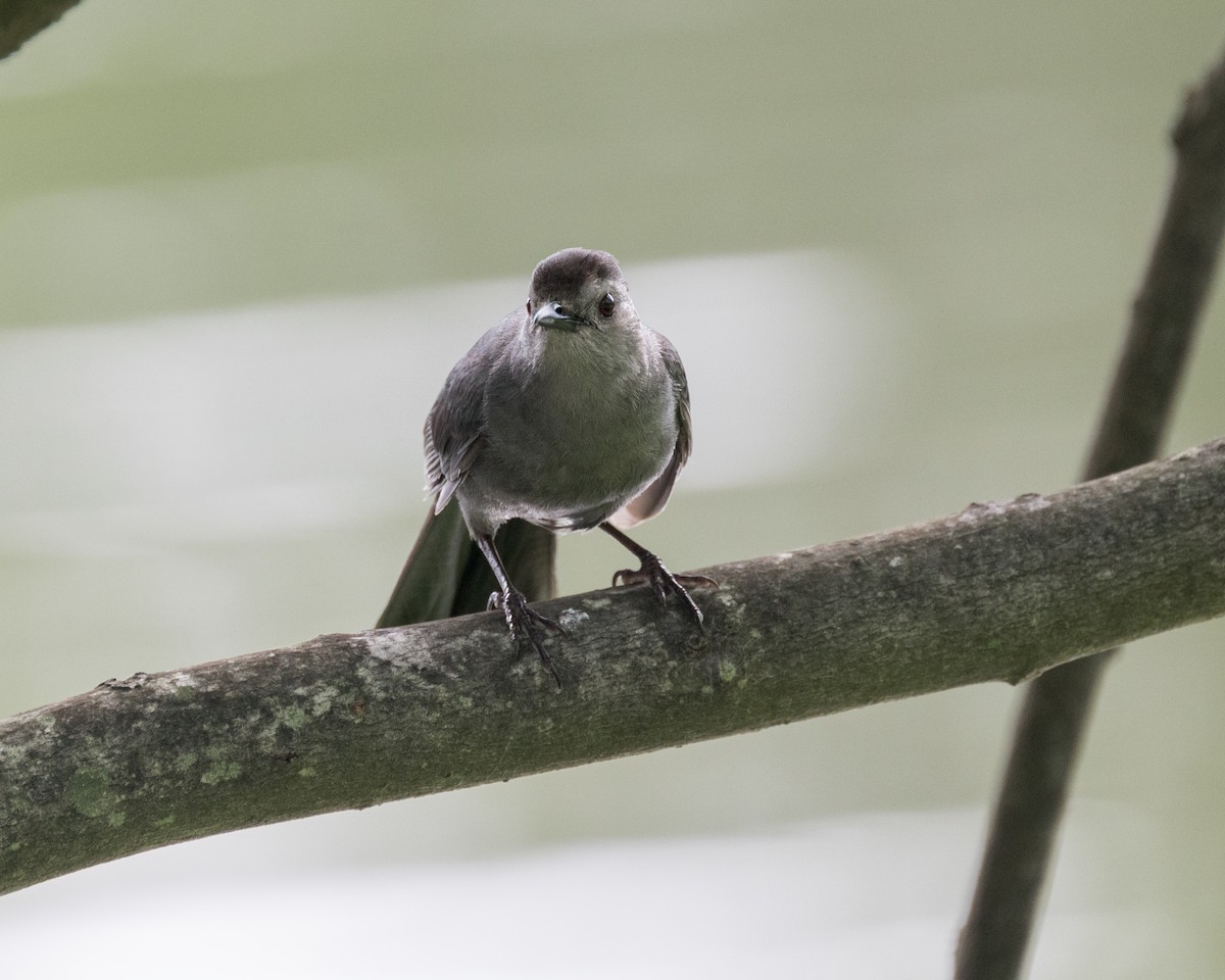 Gray Catbird - ML593046621