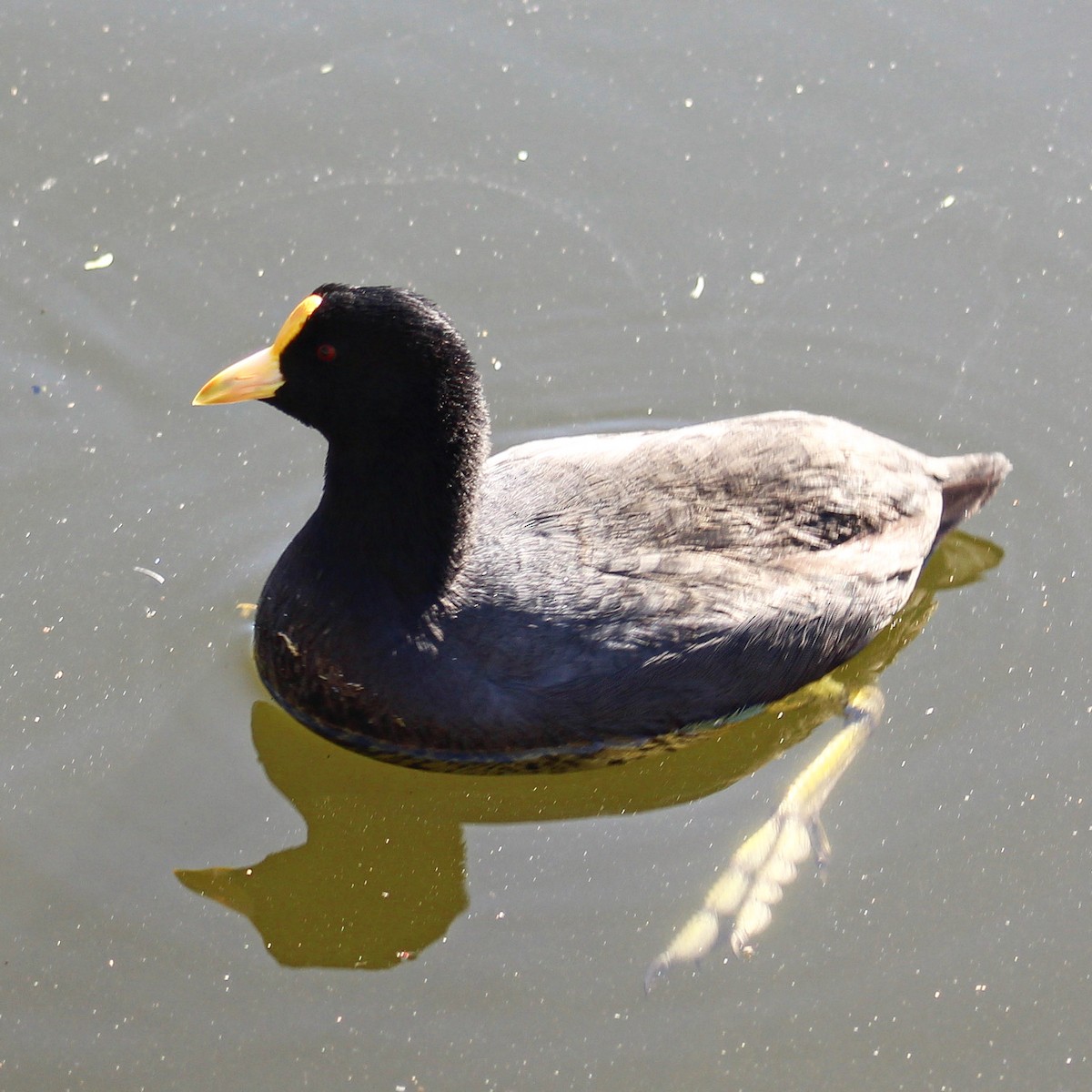 White-winged Coot - ML593048561