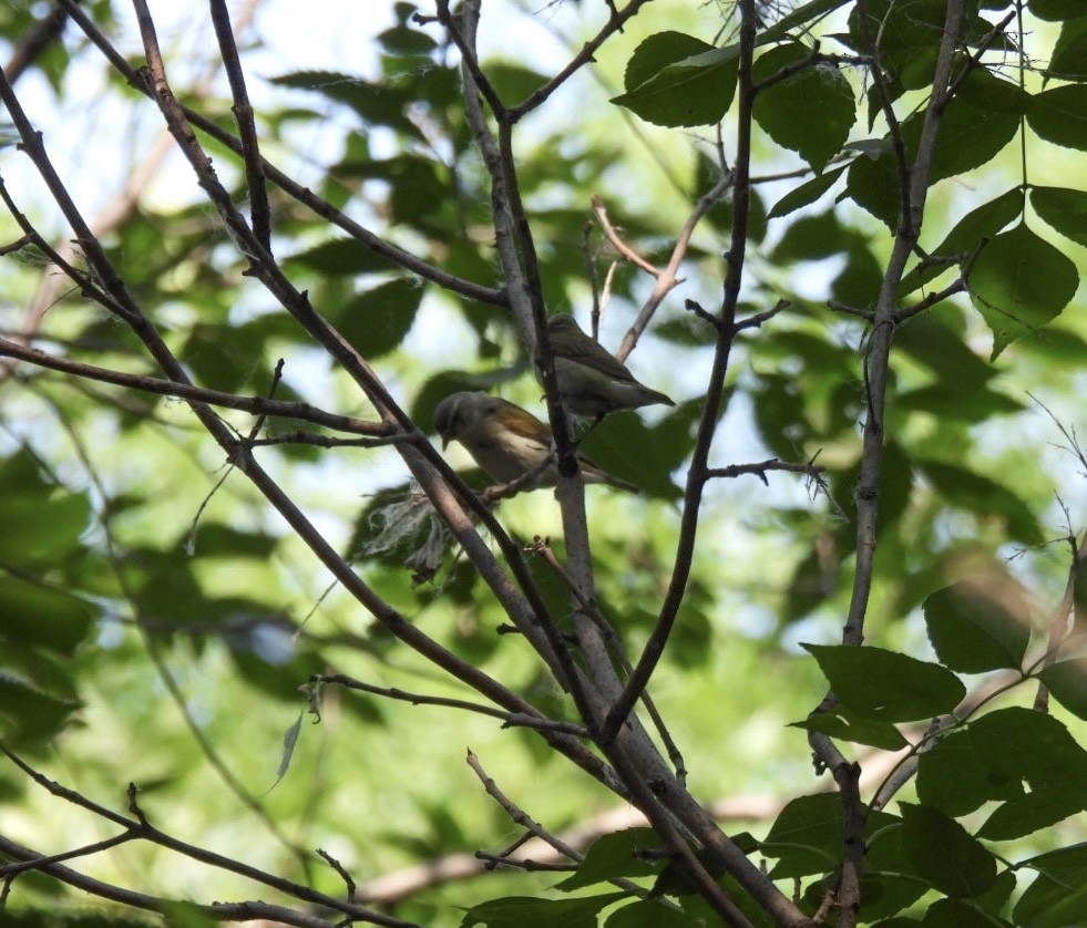 Tennessee Warbler - Sherry Kelter