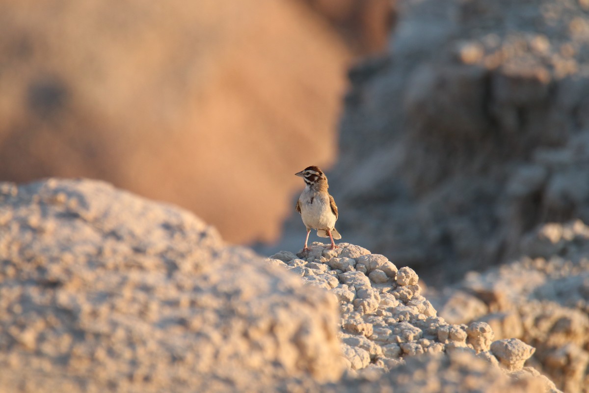 Lark Sparrow - Ethan Green