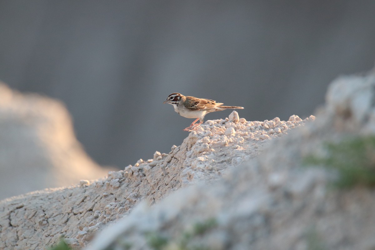 Lark Sparrow - Ethan Green