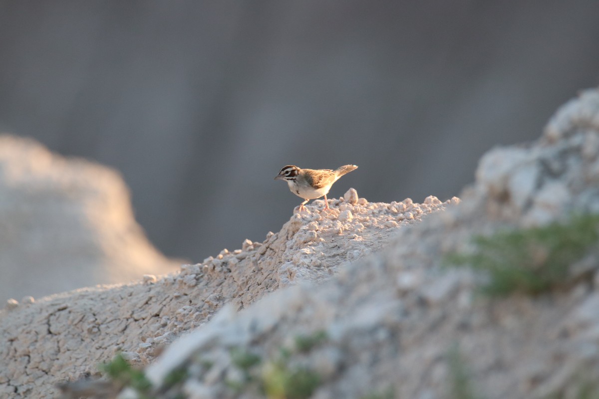 Lark Sparrow - Ethan Green