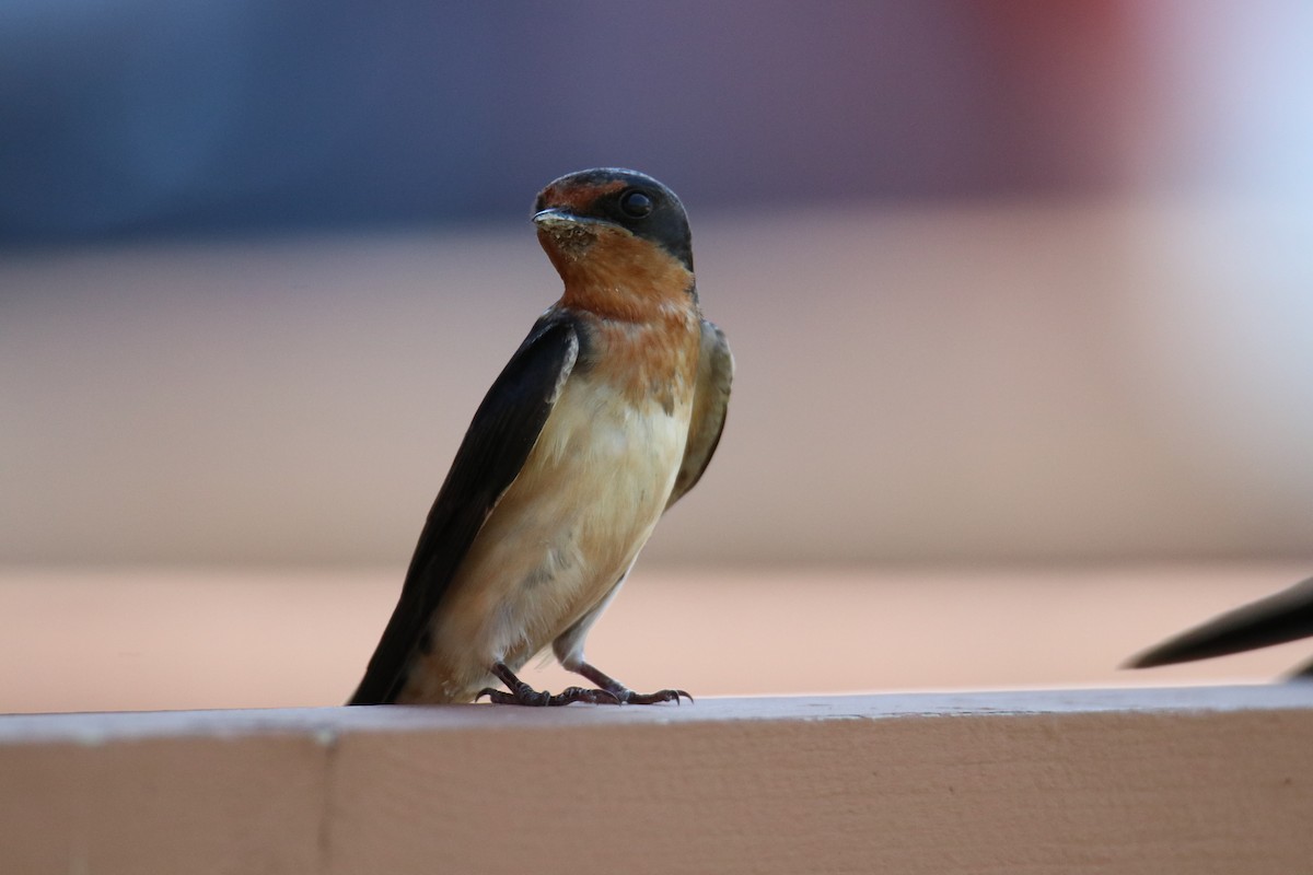 Barn Swallow (American) - ML593050181