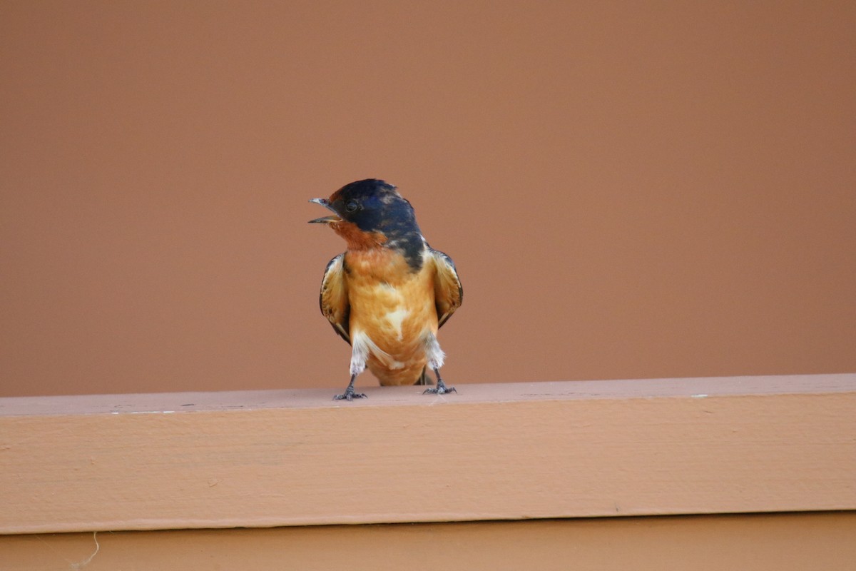 Barn Swallow (American) - ML593050191