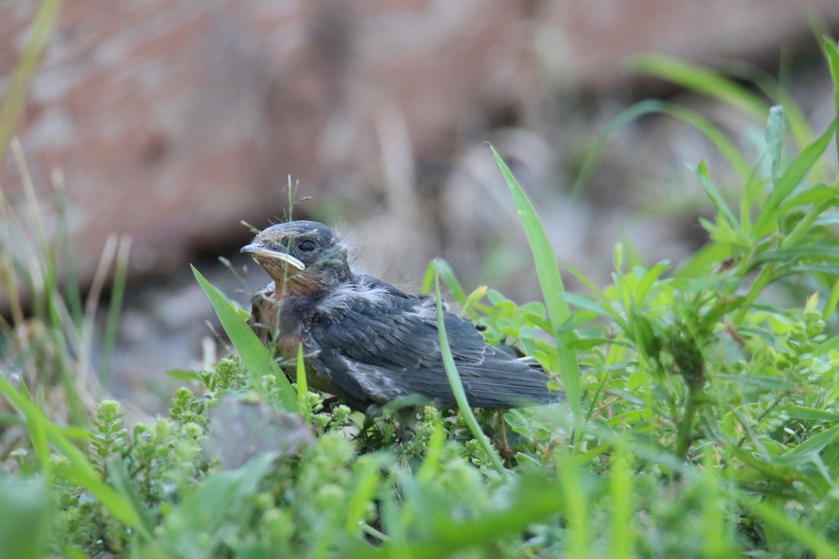 Barn Swallow (American) - ML593050201