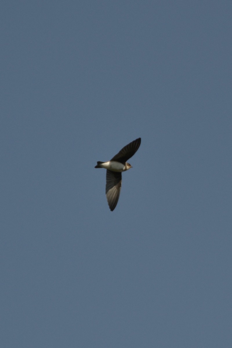 Bank Swallow - ML593051261