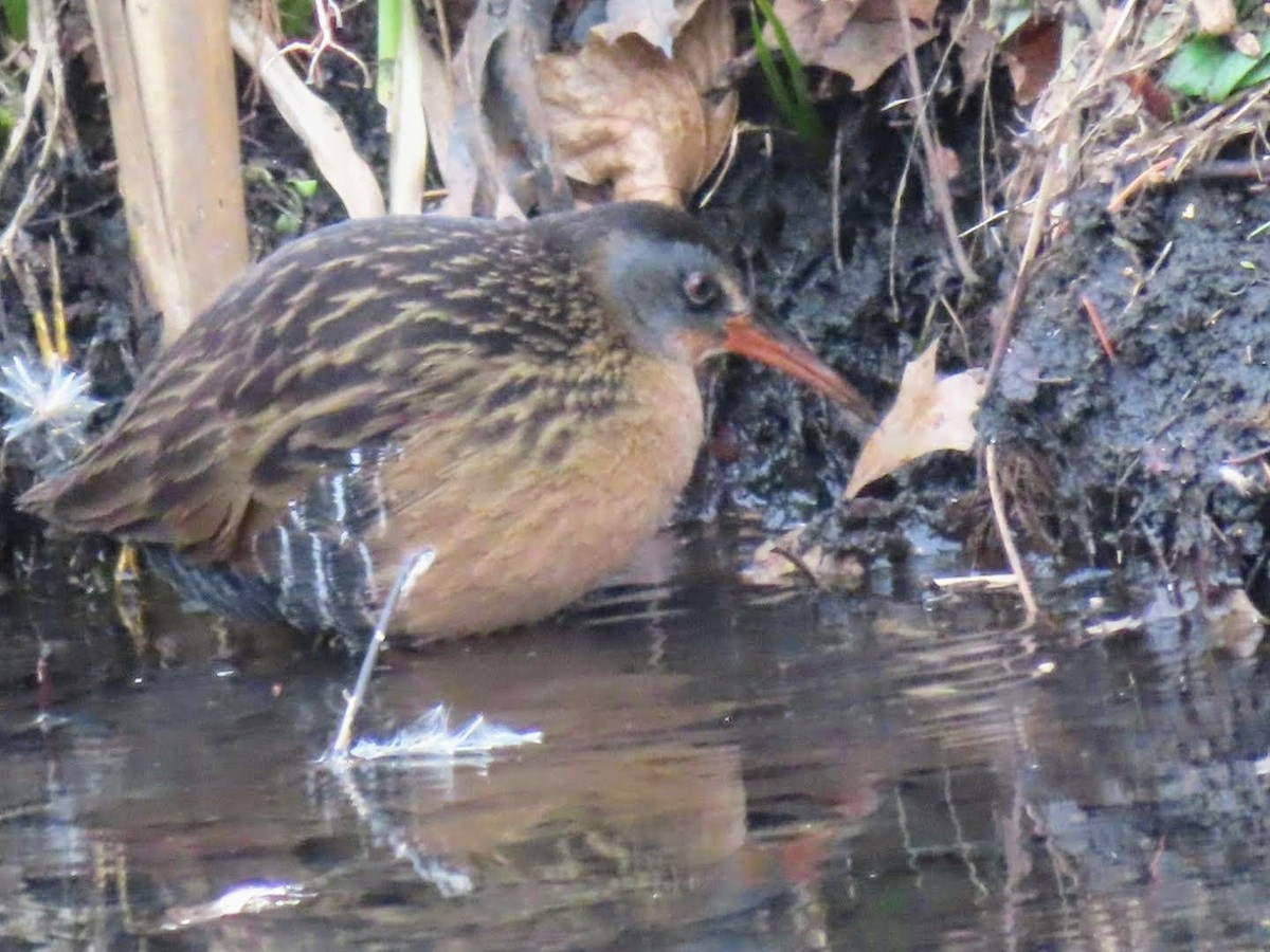 Virginia Rail - ML593052061