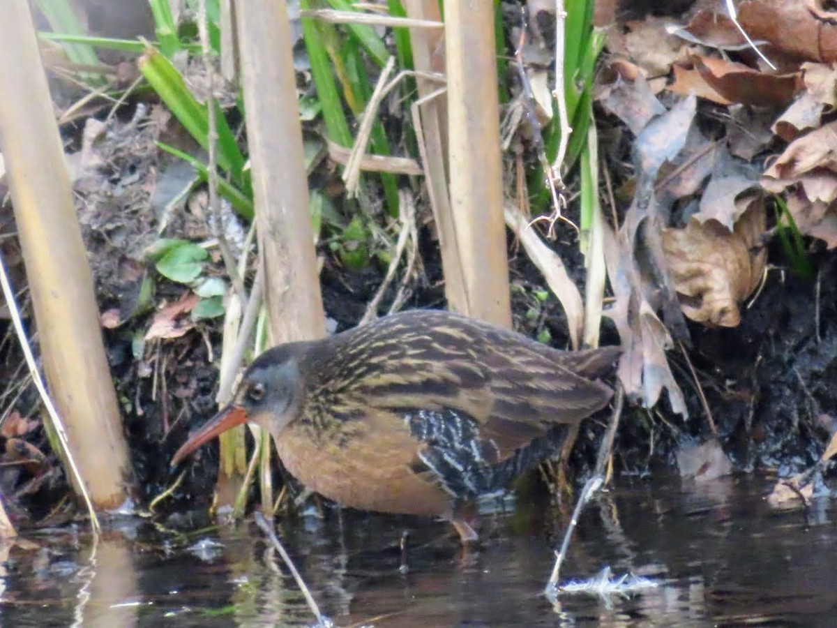 Virginia Rail - ML593052071