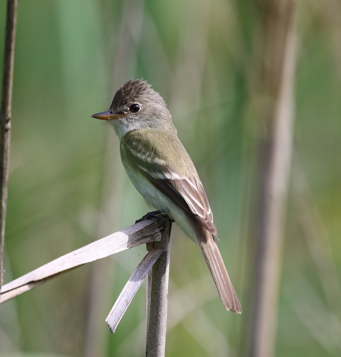 Willow Flycatcher - maggie peretto